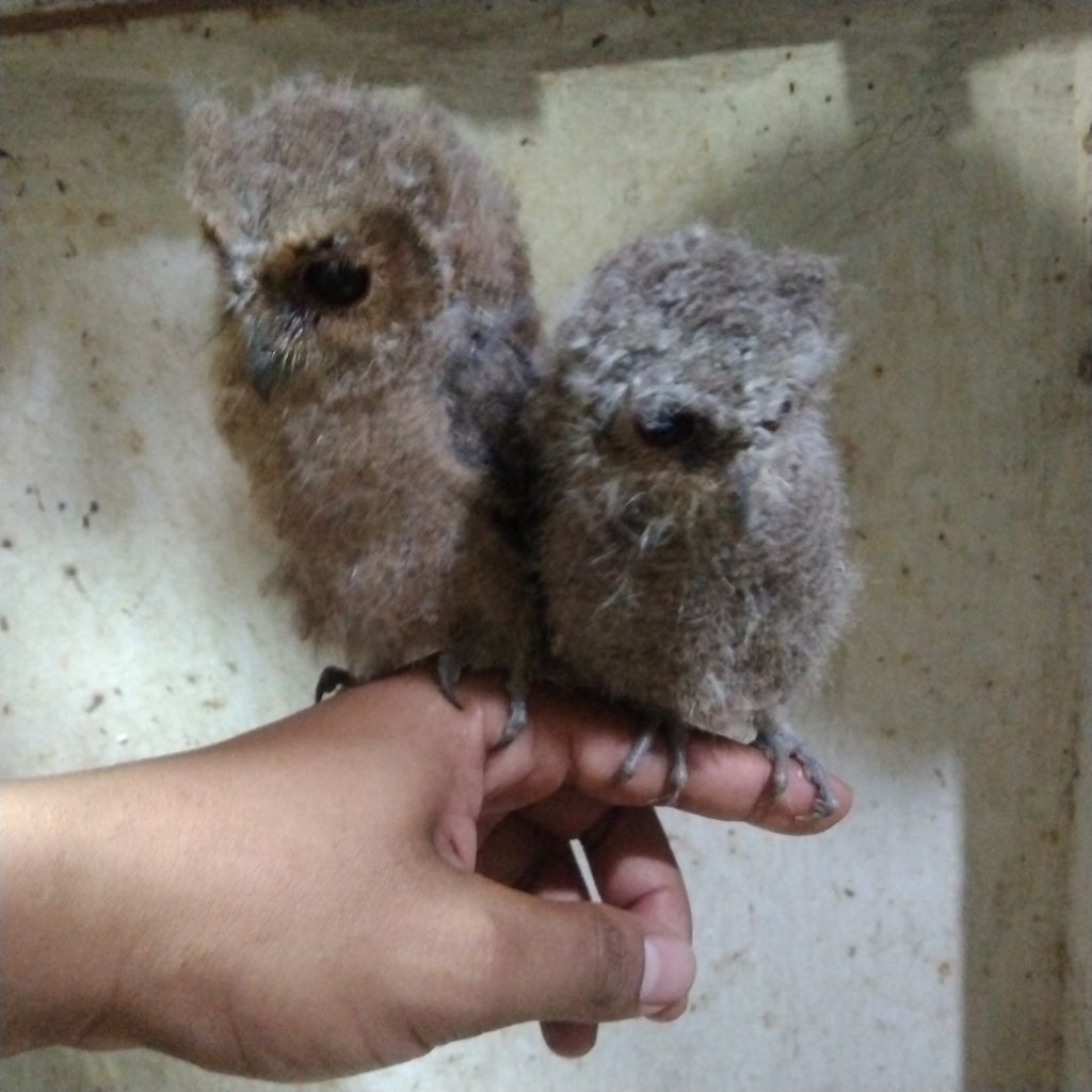 Burung hantu anakan jinak total&semi jinak