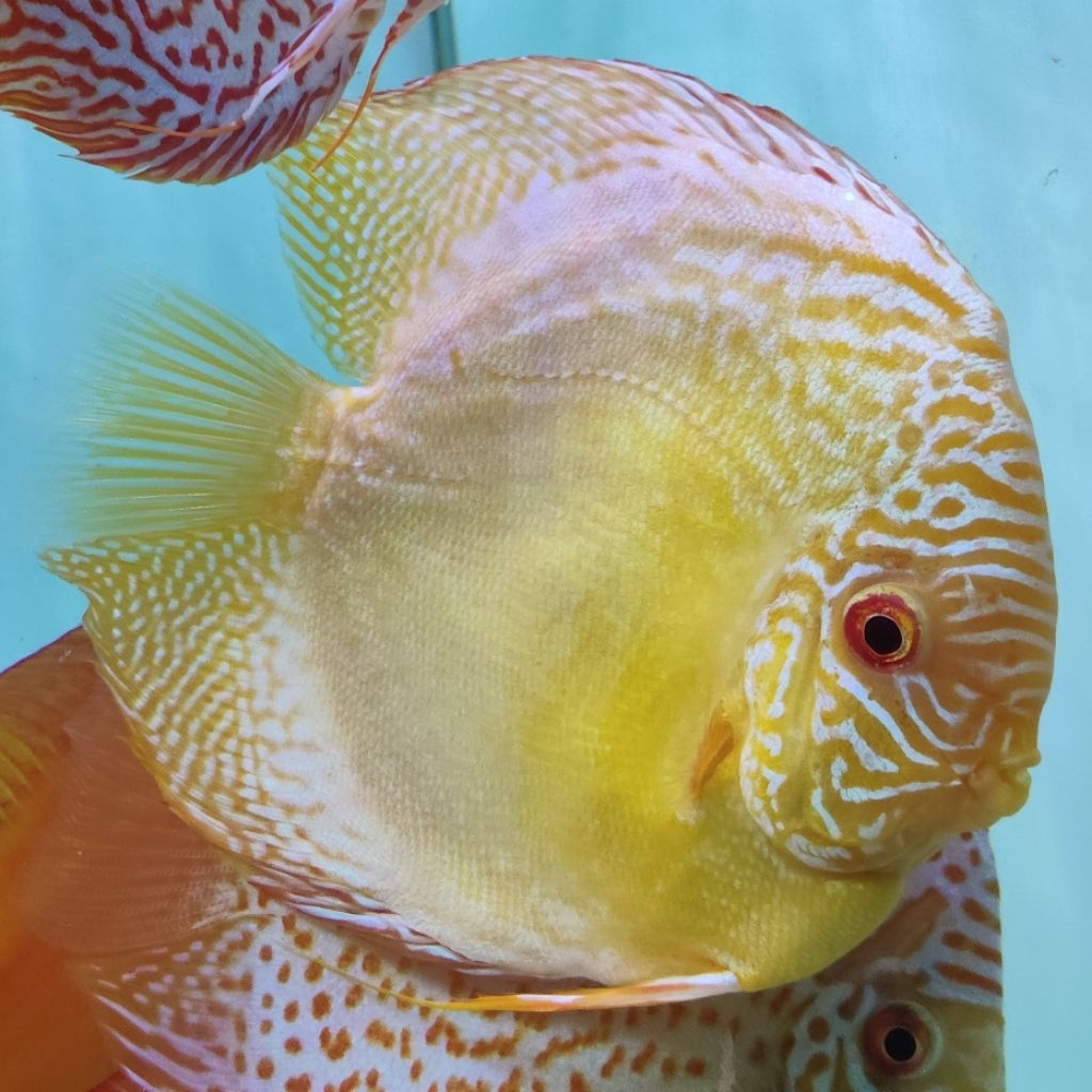 Ikan Hias Akuarium Discus Albino Pigeon 5in Up