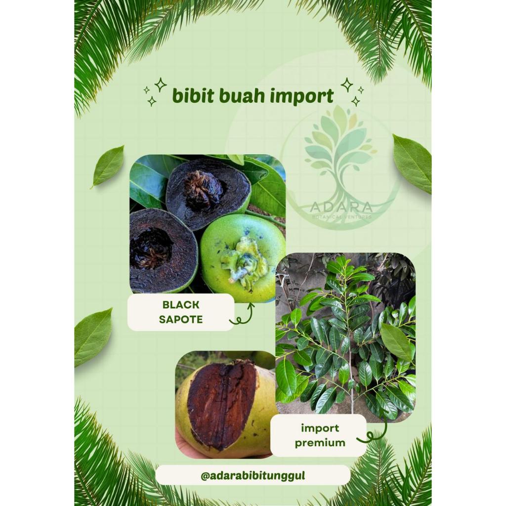 bibit buah black sapote
