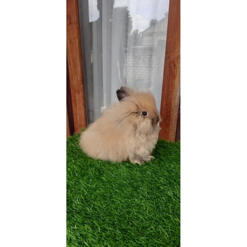 KELINCI HIDUP IMPORT MINI LION HEAD - BETINA 3 BULAN