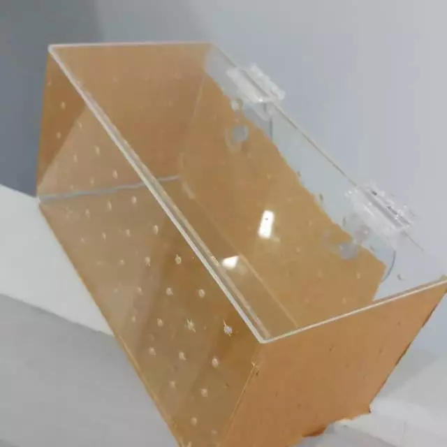 Akrilik Tempat Karantina Ikan Hias di Aquarium