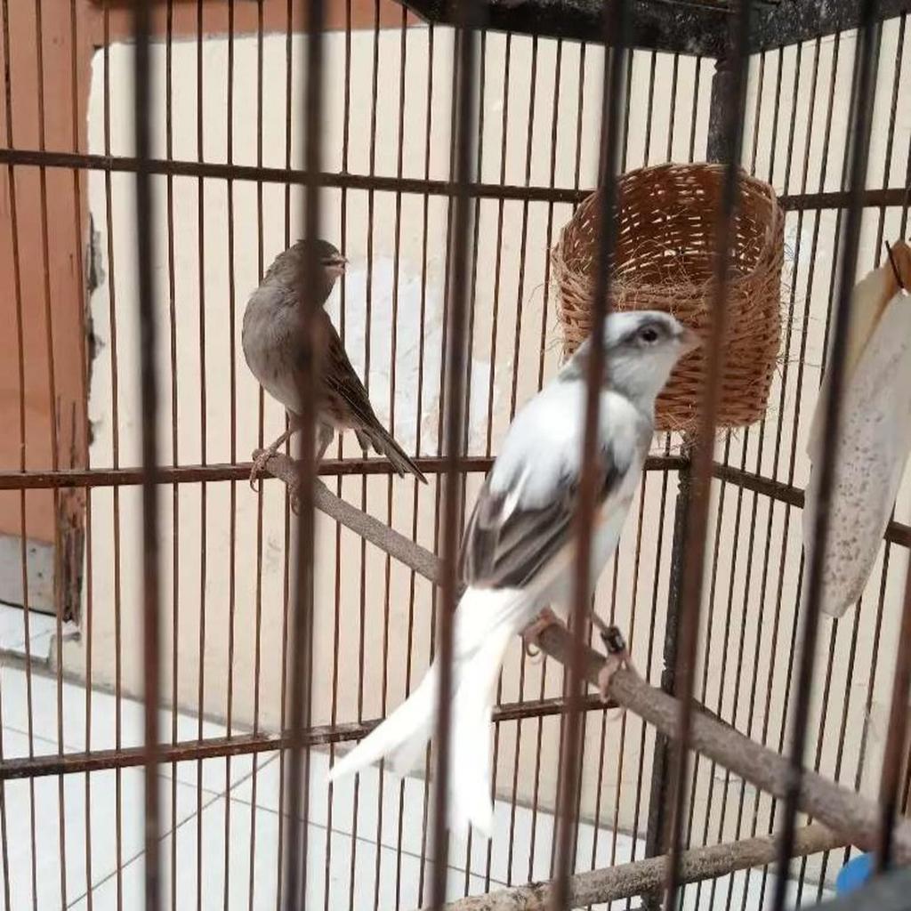 Kenari Loper Sepasang Dewasa Siapan Warna Panda Putih