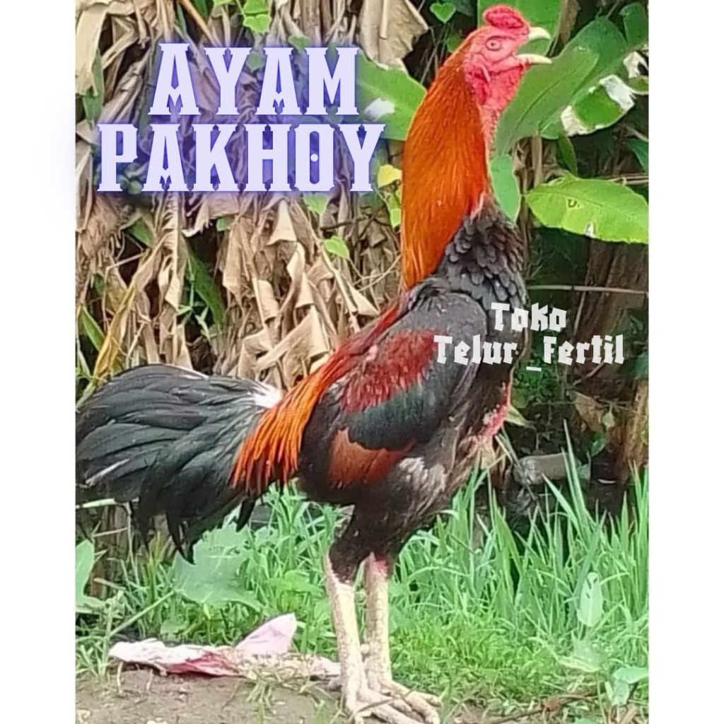TELUR AYAM PAKHOY DRUMBAND ASLI UNTUK DITETASKAN