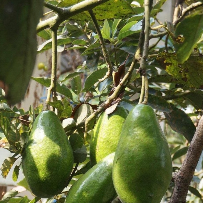 Entres alpukat pluwang 5 mata tunas