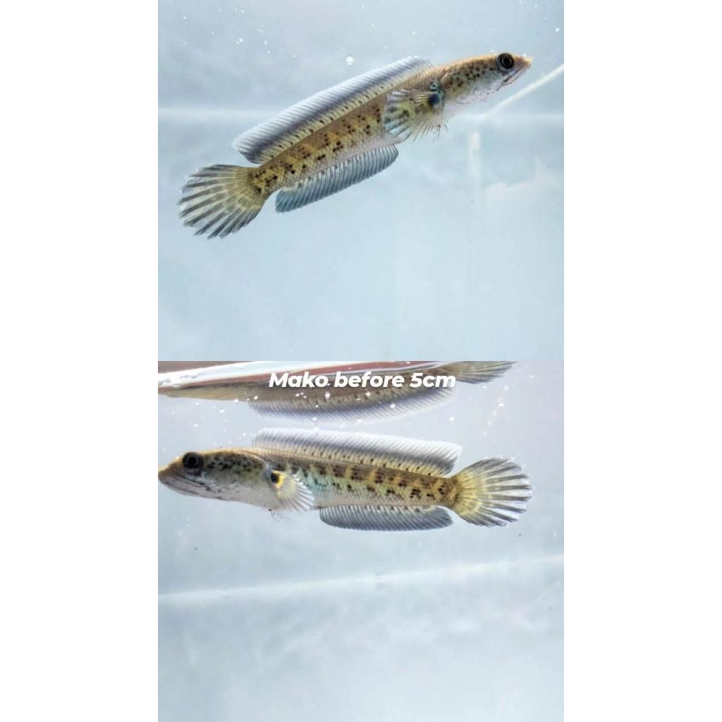 Ikan Channa Auranti PREMIUM Ukuran 8cm - Garansi Kematian Saat Kedatangan