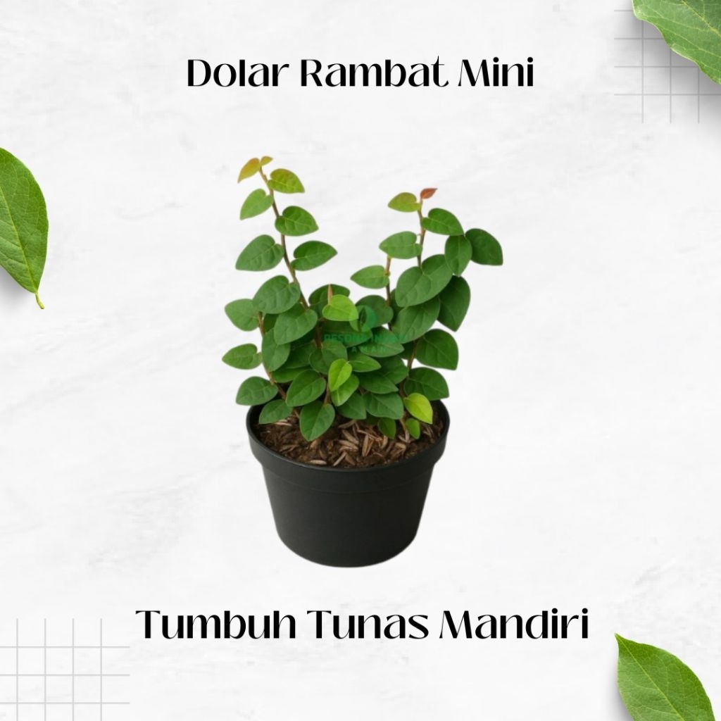Tanaman Dolar Rambat Mini - Pohon Dolar Mini - Tanaman Rambat