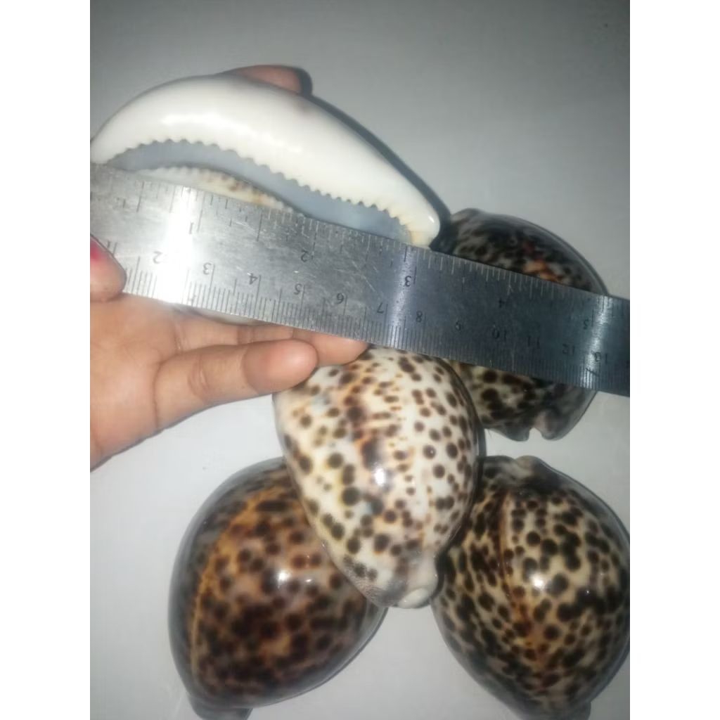 cangkang keong kuwuk size  8