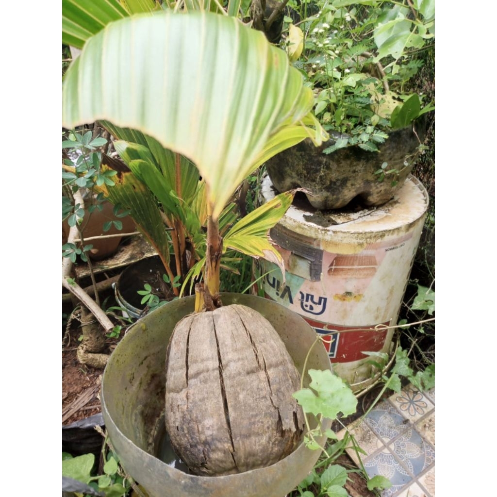 BIBIT KELAPA GADING KUNING PENDEK SIAP TANAM, HASIL PILIHAN & BERKUALITAS