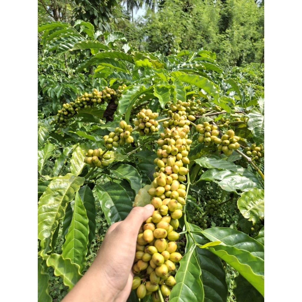 Entres Kopi Hitam Robusta_kopi hikmah