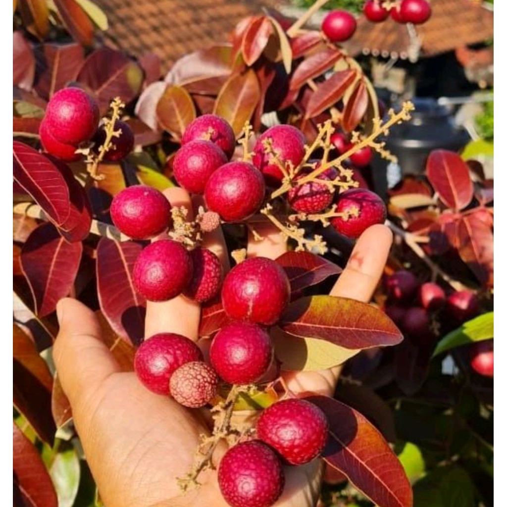 bibit kelengkeng merah siap berbuah