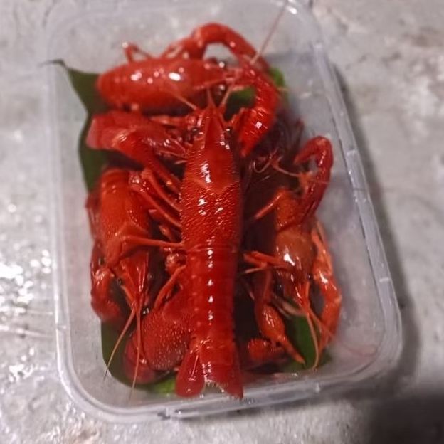 SATU PASANG INDUKAN LOBSTER AIR TAWAR HIAS UNGGUL SIAP PRODUKSI