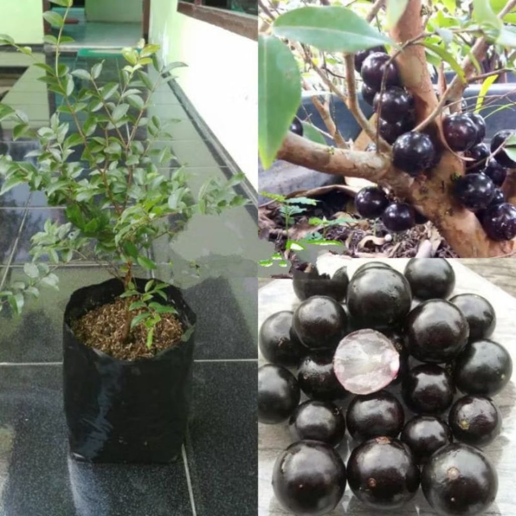 Jenis anggur pohon preco cepat berbuah