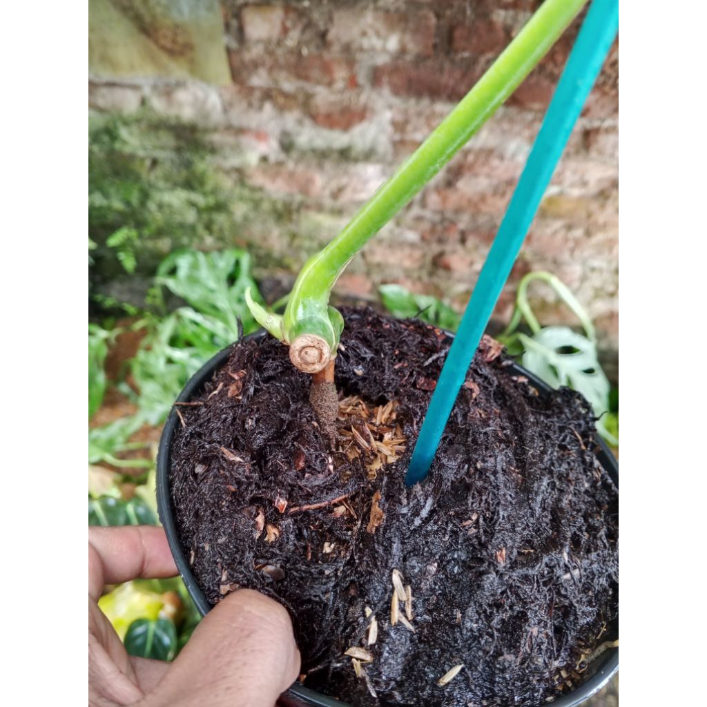 monstera varigata daun pancing murce