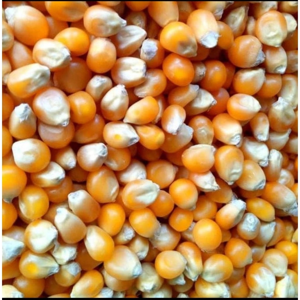 jagung bulat 1 KG /pakan ayam jago/ makanan ayam jago/jagung bulat 1KG