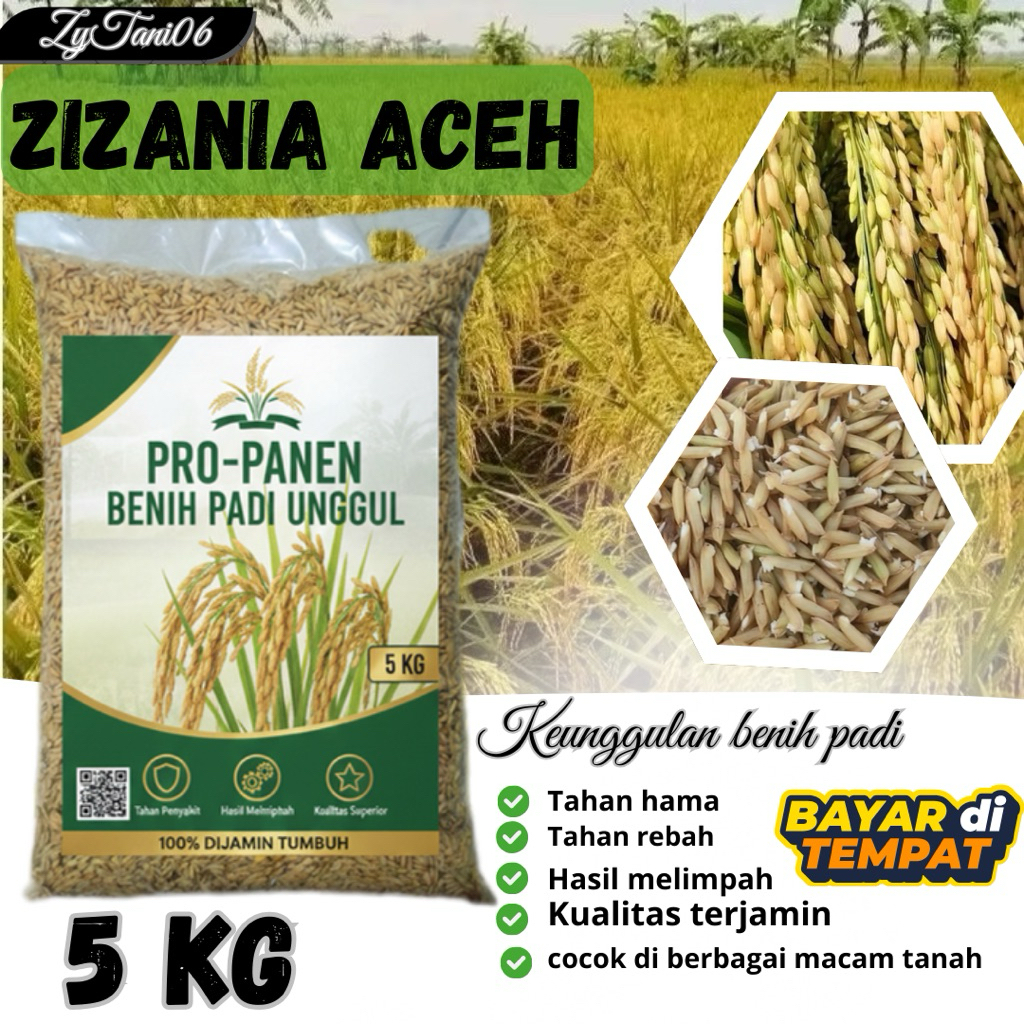 benih padi unggul ZIZANIA ACEH kemasan 5kg berkualitas