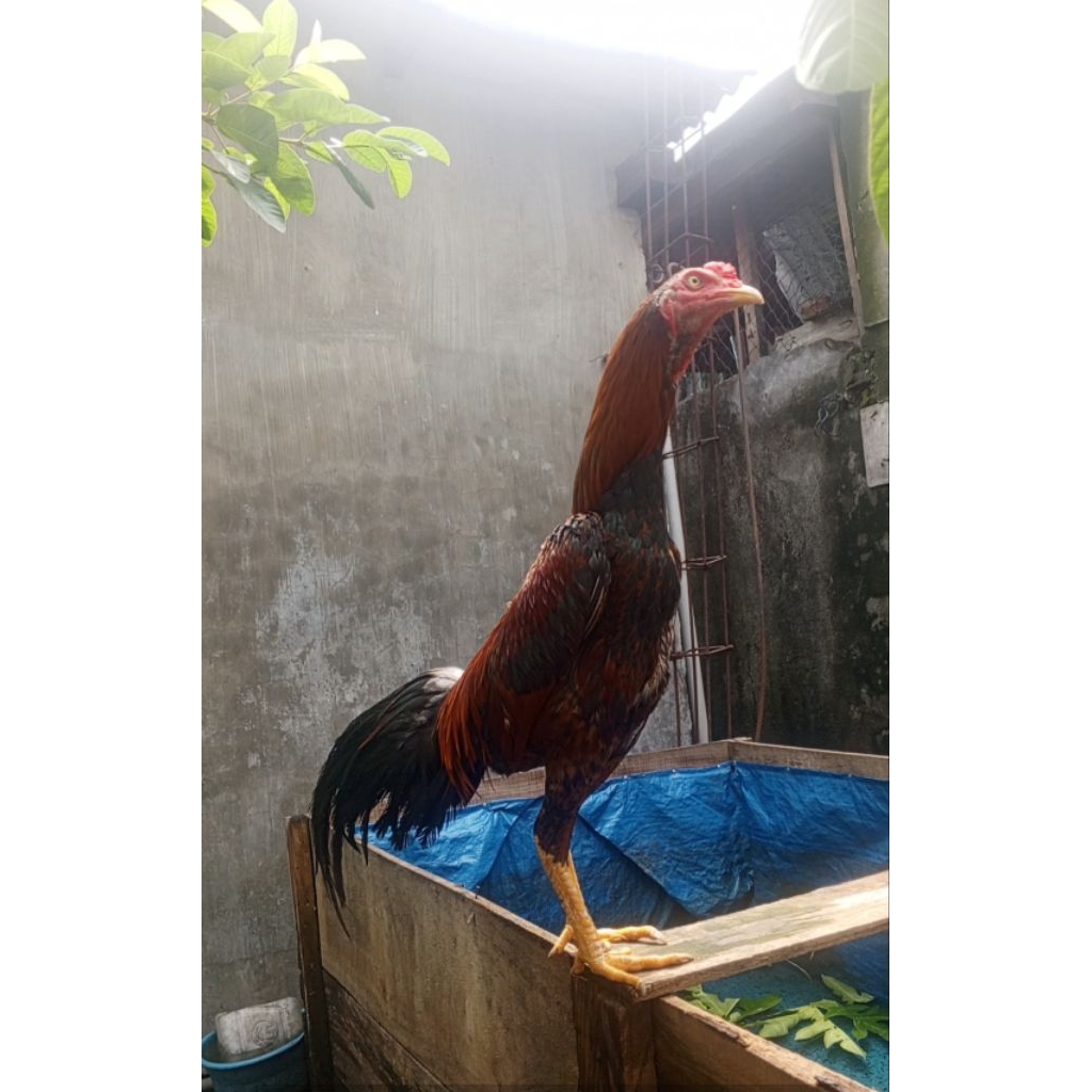 Ayam Bangkok klasik