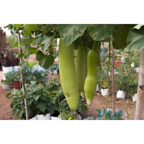 SIAP TANAM BENIH LABU AIR