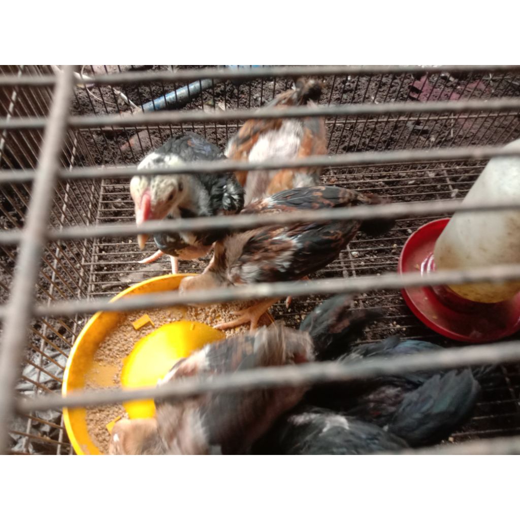 Anakan ayam Ekor lidi / DOC Ekor lidi 1,5 bulan lebih