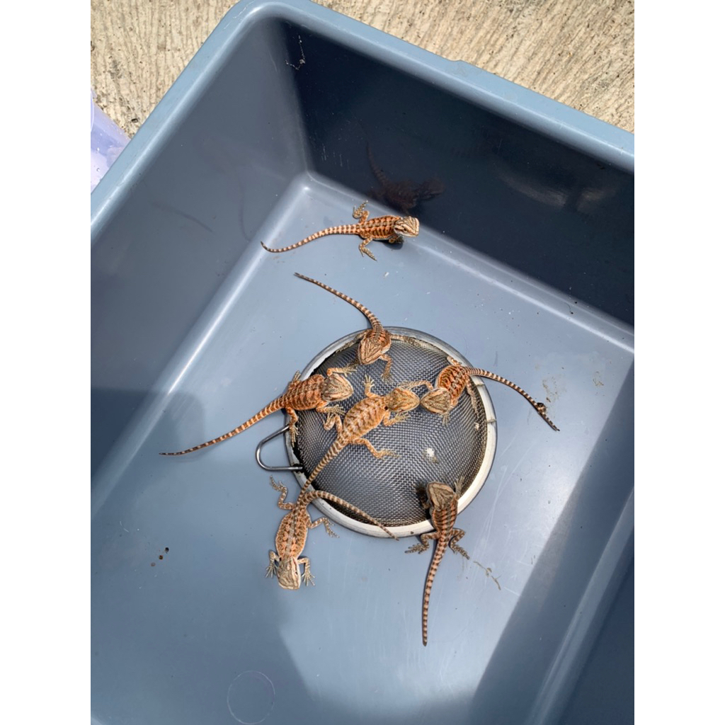 Mainan Bearded Dragon