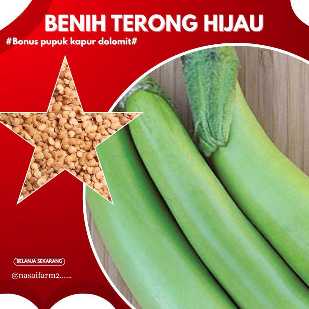 (100.biji)biji terong hijau jumbo