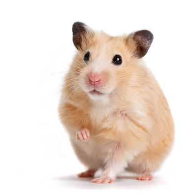 HAMSTER SYIRIAN HEWAN PELIHARAAN JINAK LUCU AKTIF SEHAT / Hamster Syirian