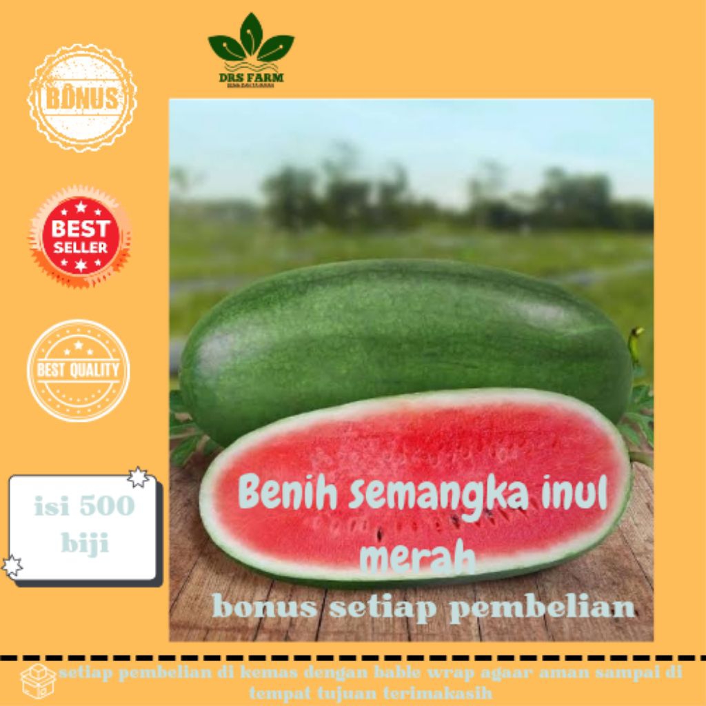 Benih semangka inul merah isi 500 biji siap