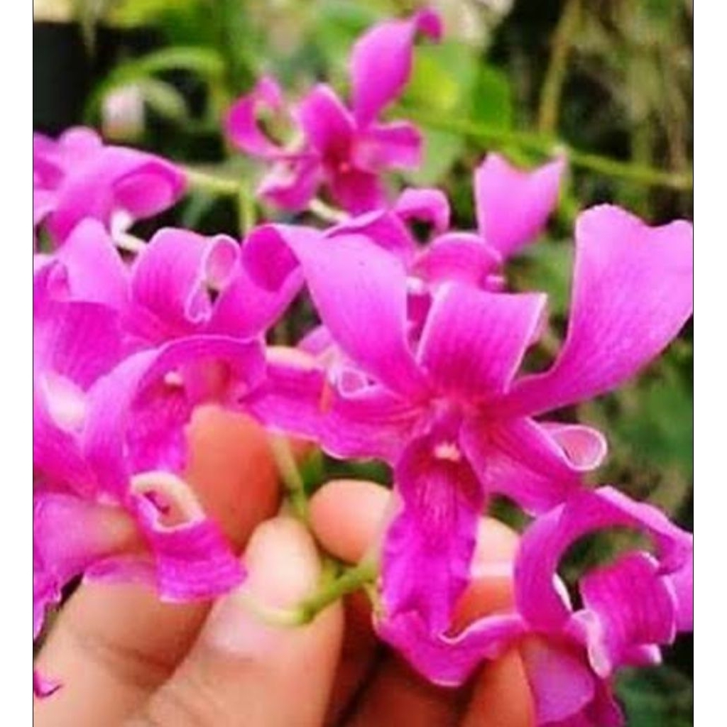 Anggrek dendrobium tual Maluku