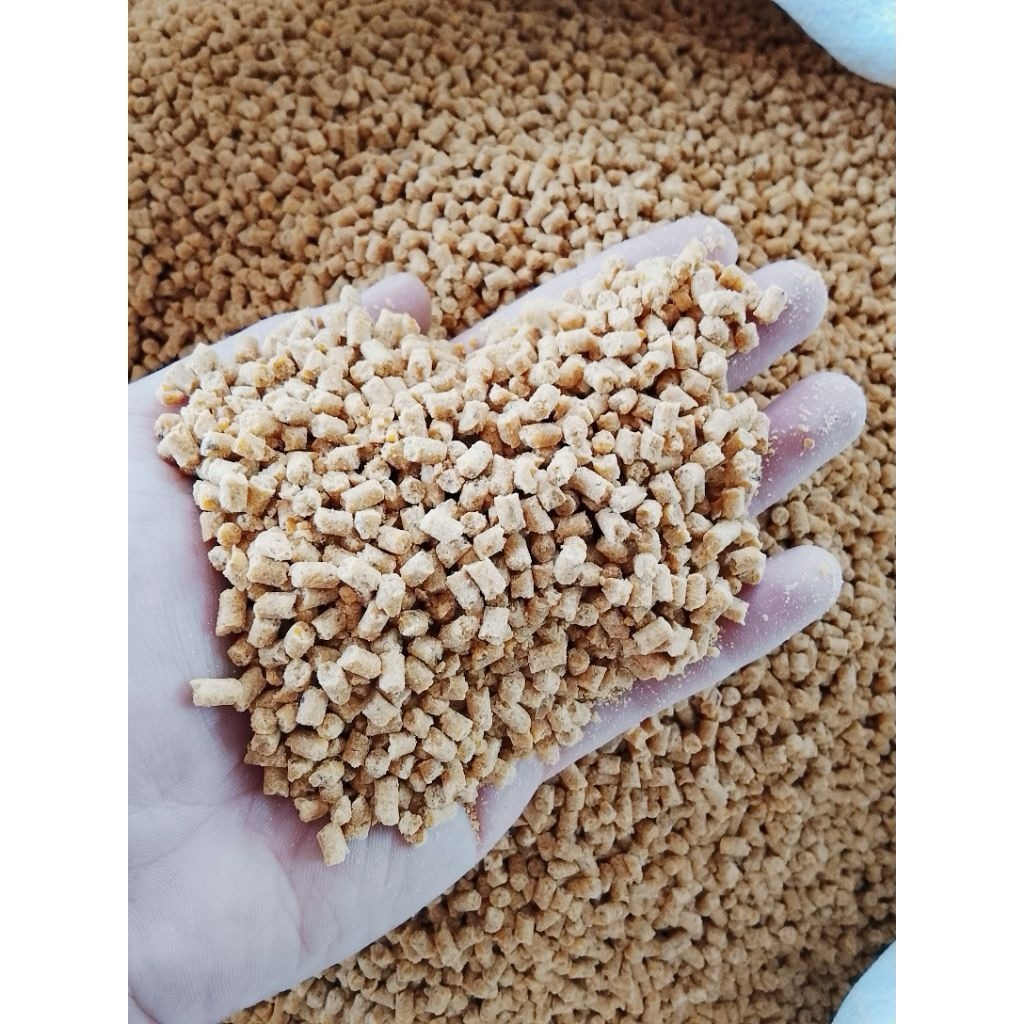 Pakan Ayam Starter untuk DOC