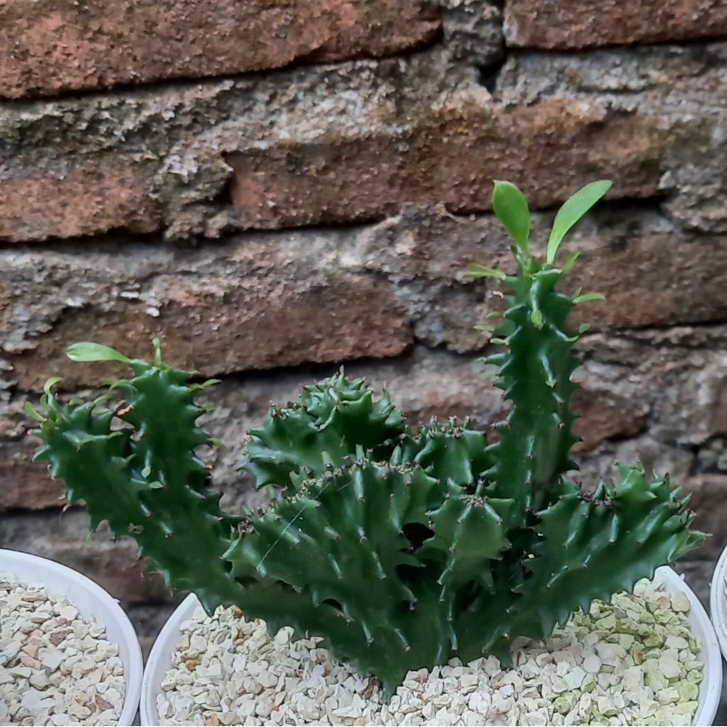 Euphorbia Ingens Kristata