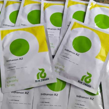 Inthanon 10 seed Benih melon Rijk zwaan