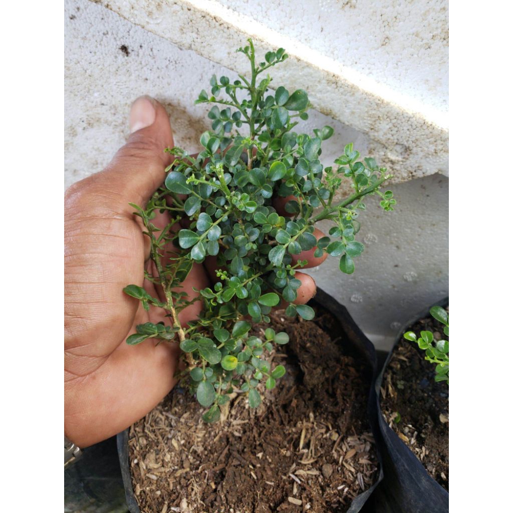 Stek batang kemuning super mikro vietnam fresh cutting - bahan okulasi atau sambung