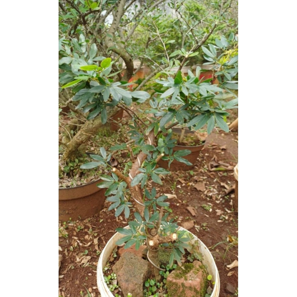 Bonsai kaliandra sulimaraja / surinamensis