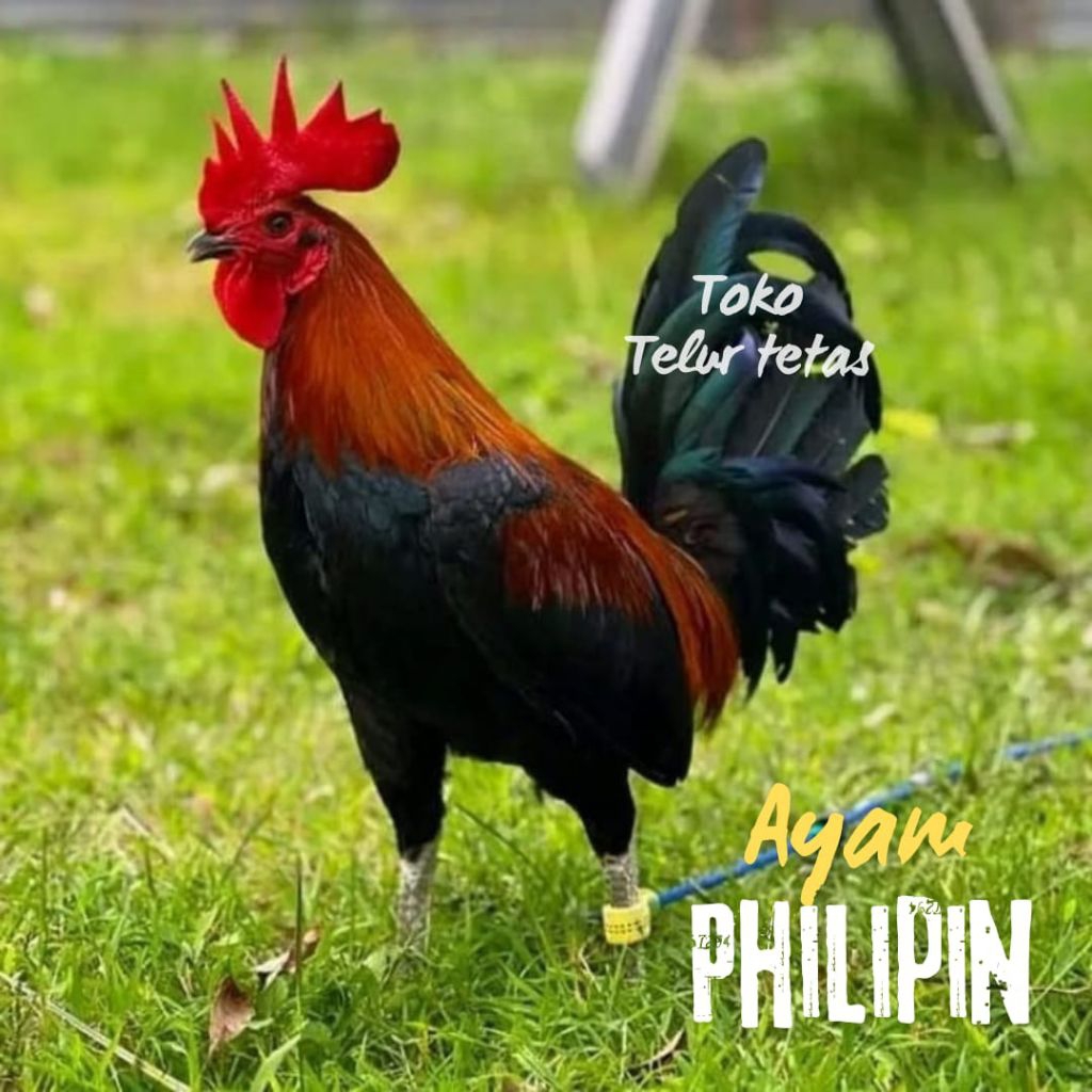 TELUR AYAM PHILIPIN ASLI BOSTUN SWITTER  AK 47