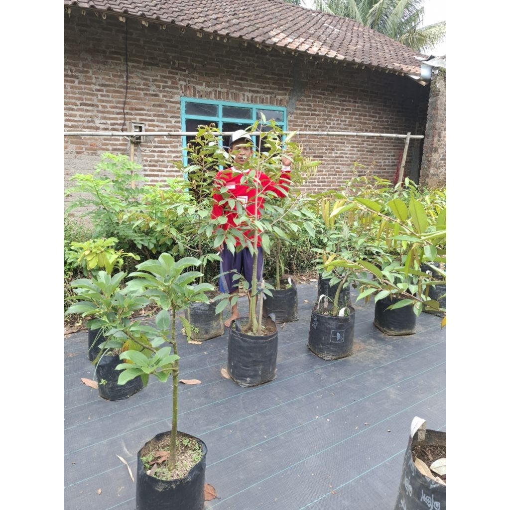 BIBIT ALPUKAT tabulampot kw