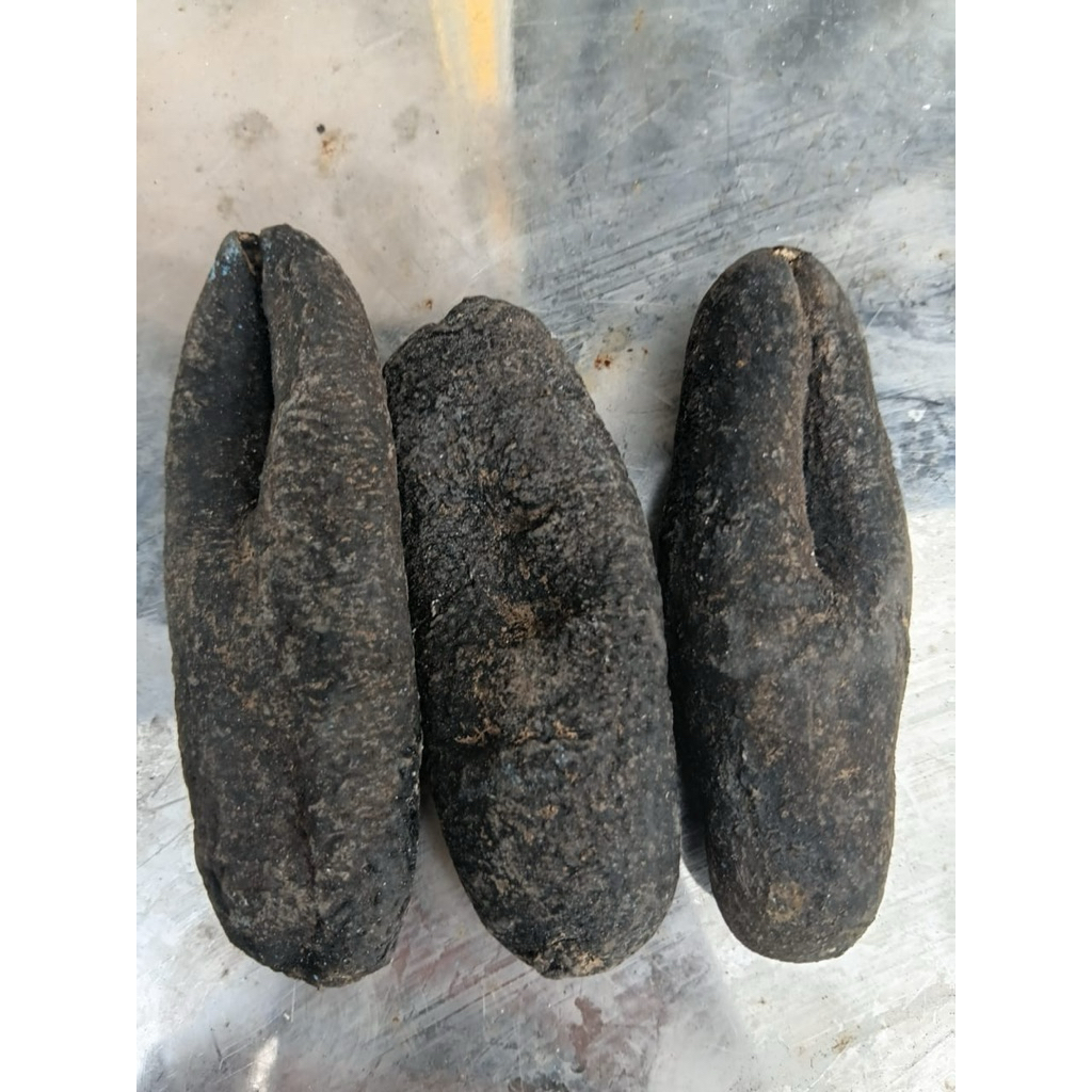 teripang kering / hoisom