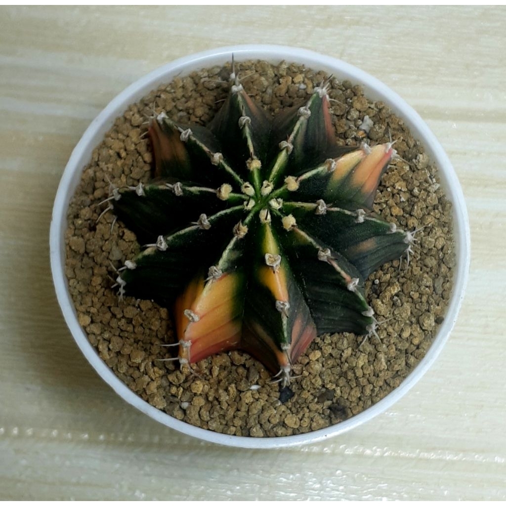 Kaktus LB VAR Hybrid / PROMO MURAH