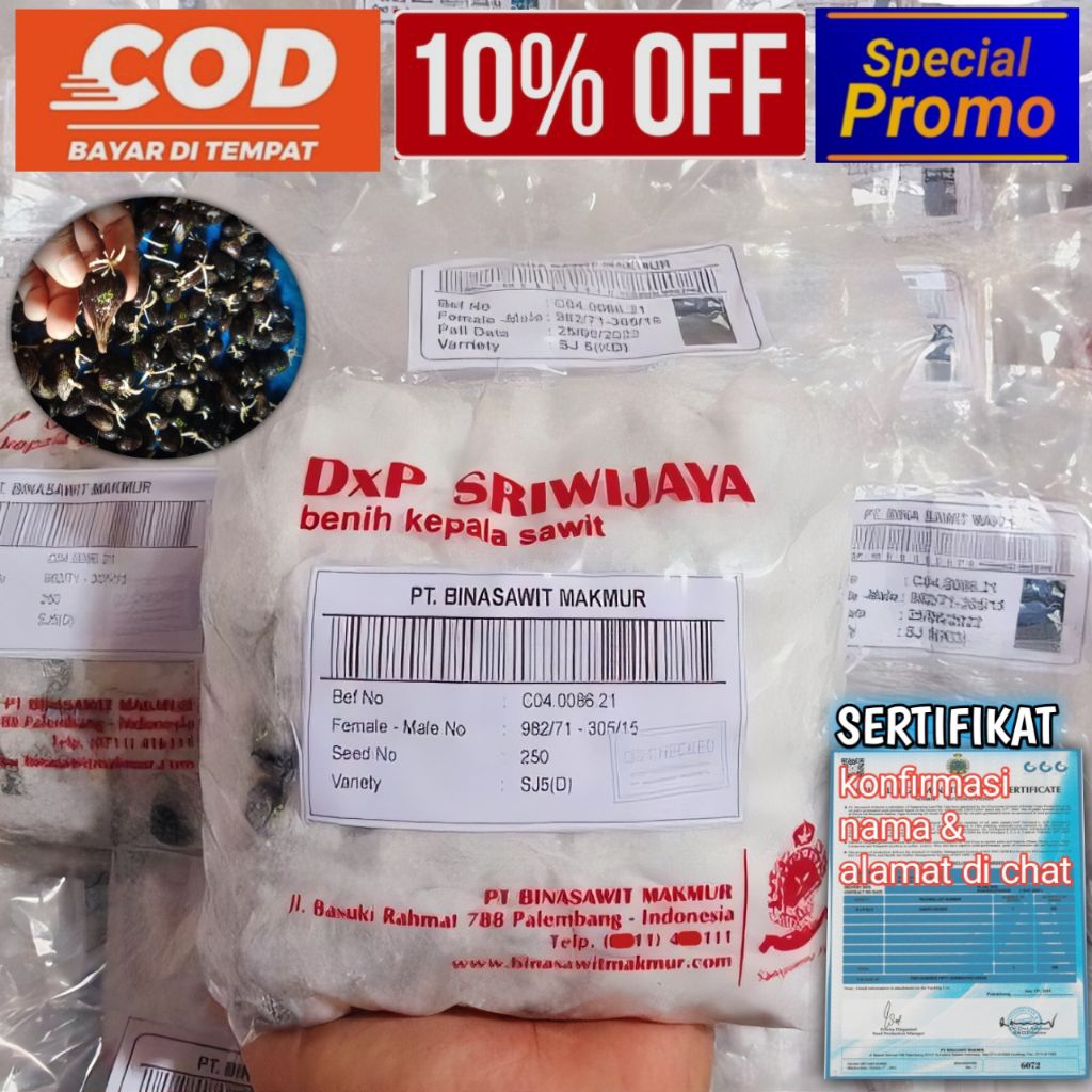 kecambah sawit dxp sriwijaya 5 isi 250 butir ber sertifikat (pelepah pendek)