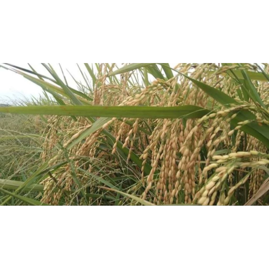 benih padi Japonica kemasan 1 kg