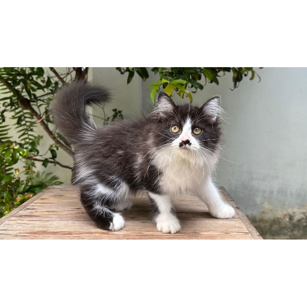 KUCING PERSIA BETINA 3 BULAN HITAM PUTIH LUCU