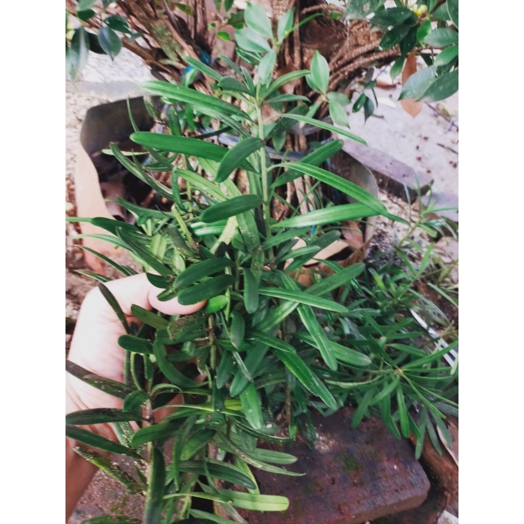 stek Entres Lohansung bahan bonsai