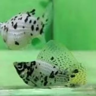 Molly Marble Balon Sailfin Sepasang Hiasan Aquarium Aquascape dan Kolam