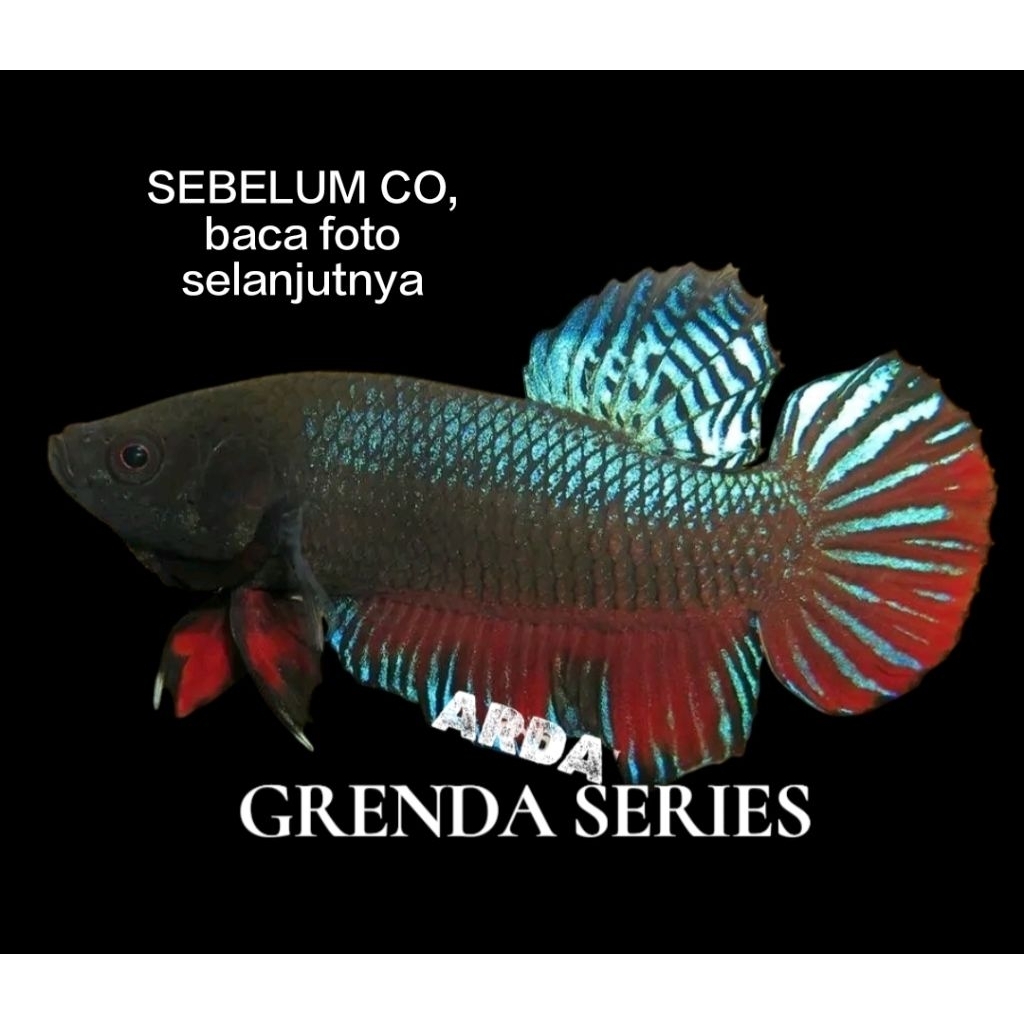 CUPANG ADU SUPER SERI GRENDA ORIGINAL Cupang Adu MDS Medan Super Cupang Adu Lokal Super Cupang Adu P