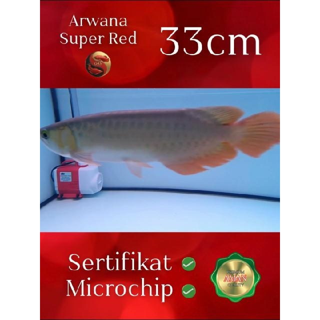 Arwana Super Red 33 cm | Asli Kalimantan | Legalitas Berserti & Microchip | Siap Naik Kelas – Ukuran
