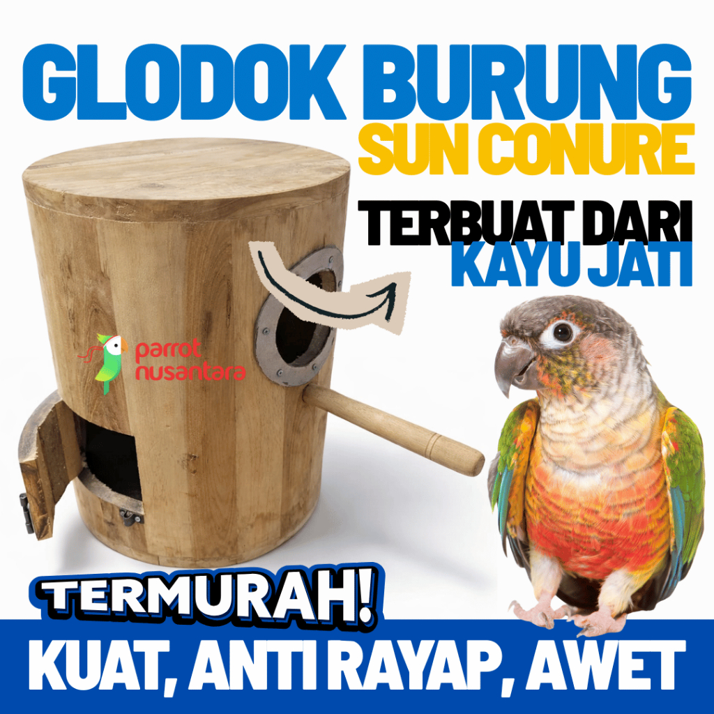 Glodok Burung Kayu Jati Belanda - Berbentuk bulat untuk Sun Conure, Afgrey, Kakatua dan burung parro