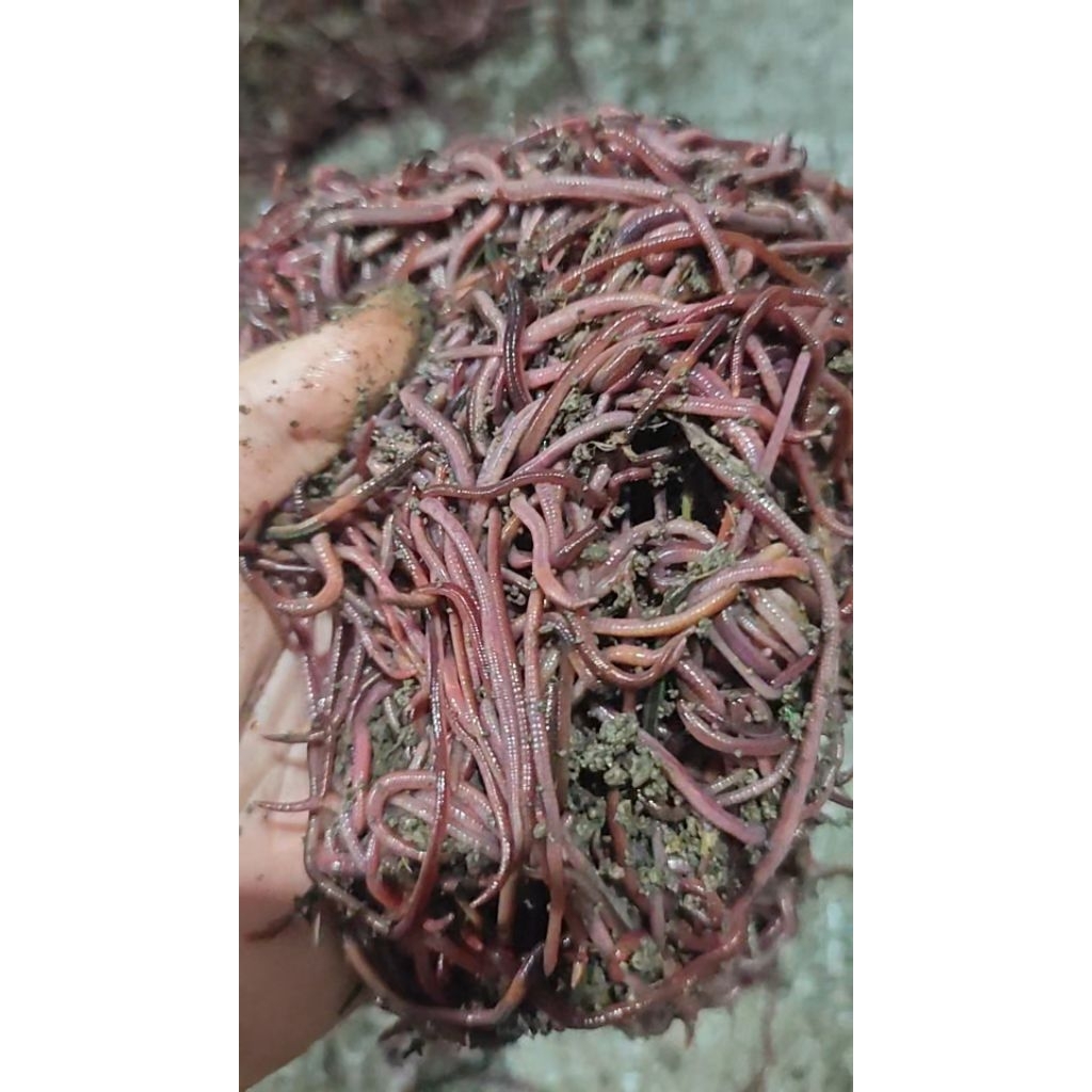 Cacing perionx/Cacing Gesit/Cacing Sapi / umpan galatama lele 1 Kg