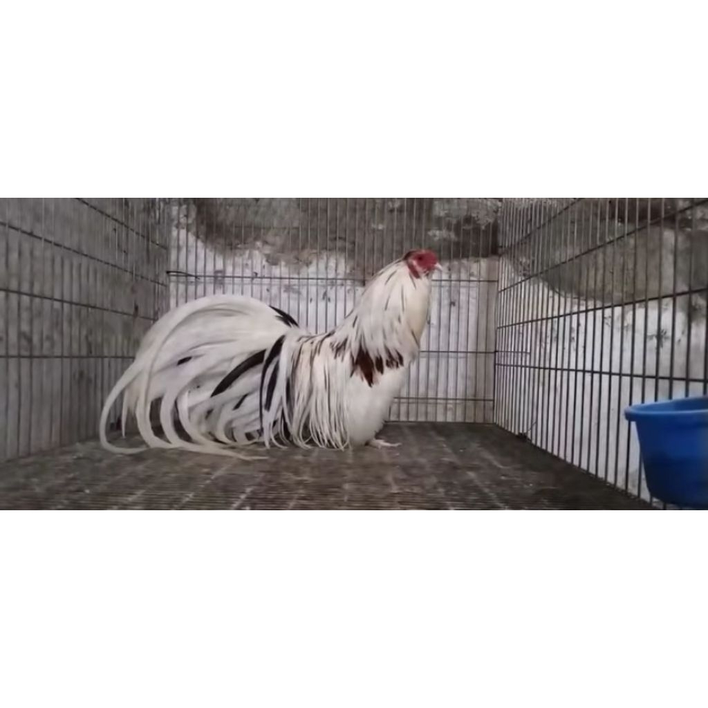 Ayam Gatre Tan Chau Asli Original Ayam Kate Vietnam Usia Indukan