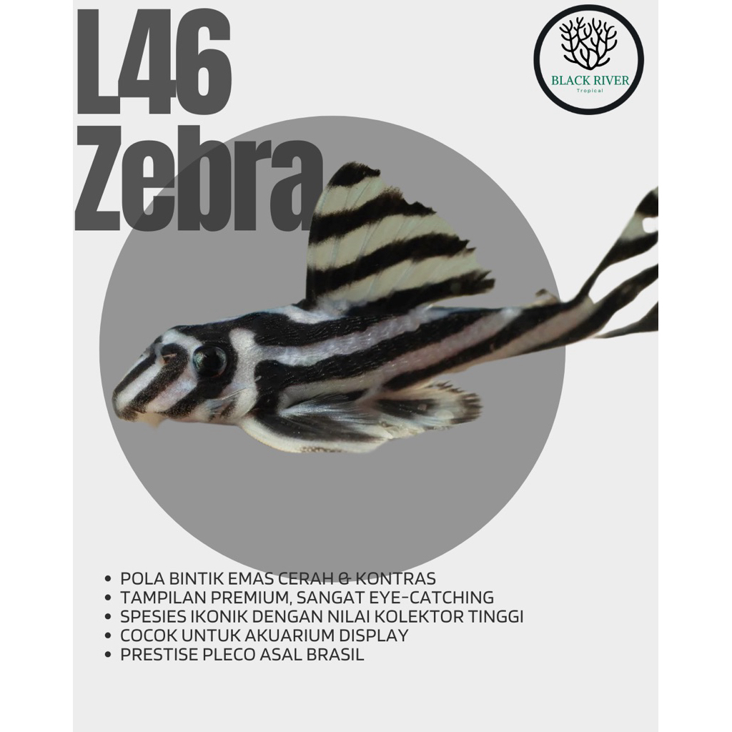 Pleco L46 - Zebra / Imperial