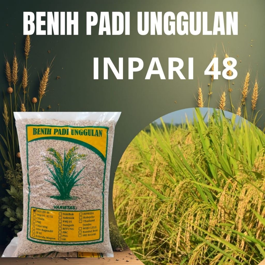 benih padi unggulan berkualitas super Inpari 48 kemasan 5kg