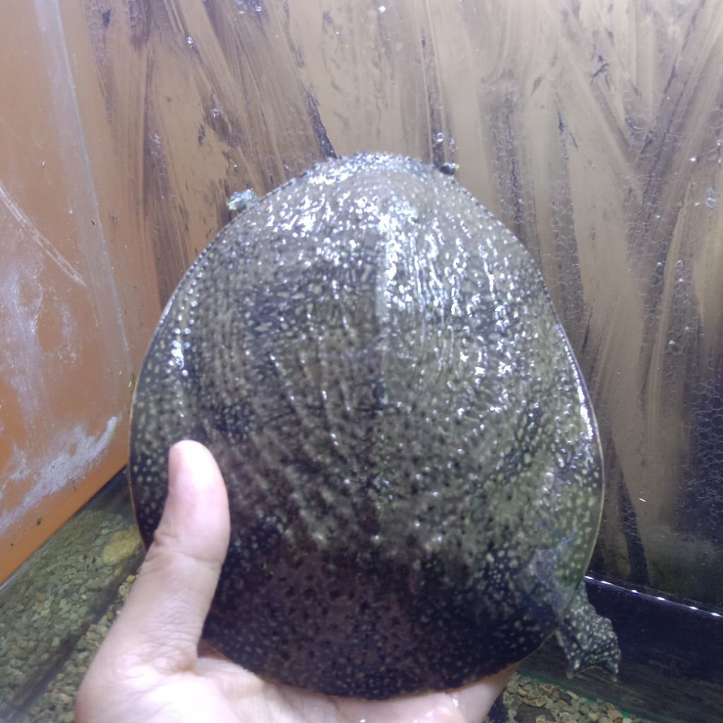 Pelet Bulus Labi Labi Amyda 15cm