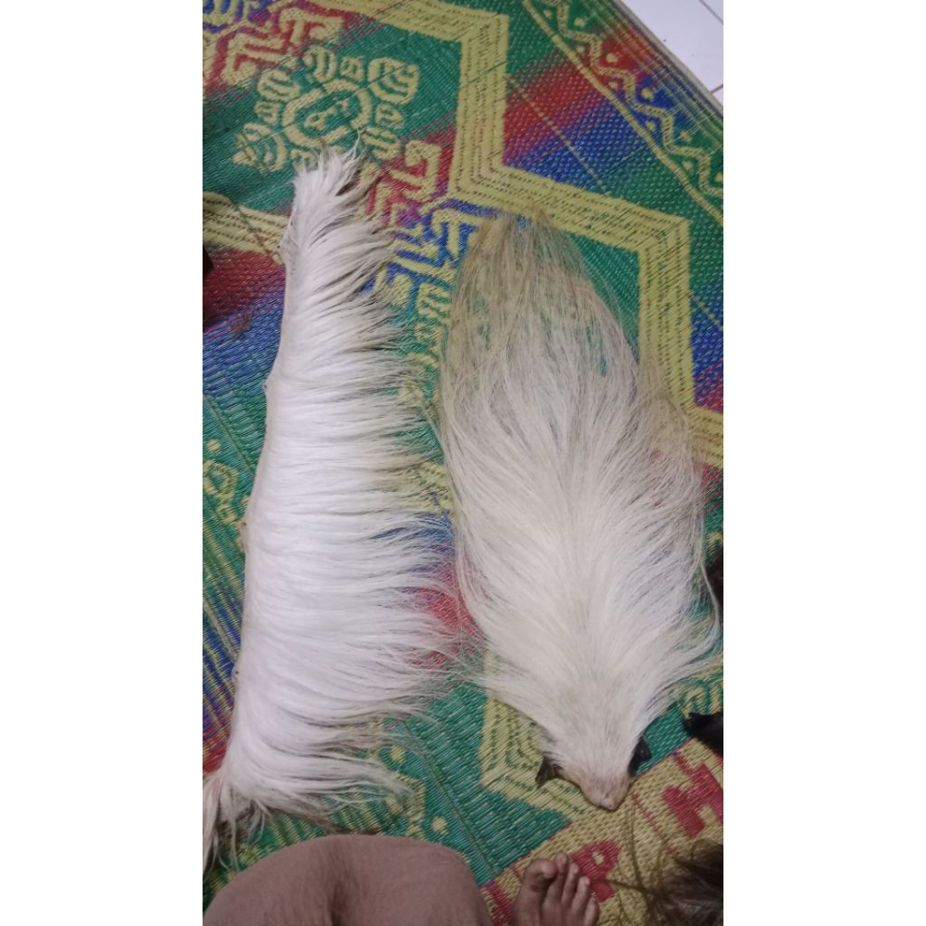 rambut kuda putih susu sepasang